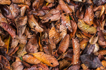 background of a pile of leaves