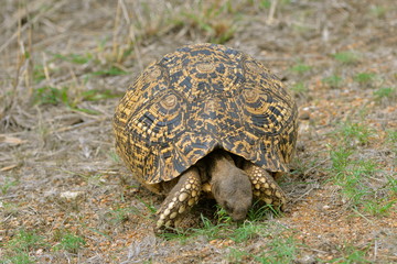 tortue léopard, Afrique du Sud