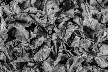 background of a pile of leaves