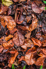 background of a pile of leaves