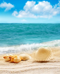 Fototapeta na wymiar Summer beach. Seashell, ocean and sky.