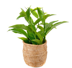 tea leaf isolated on white background