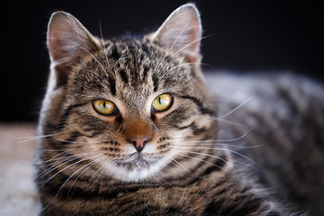 Naklejka na ściany i meble Tabby cat close up, selective focus