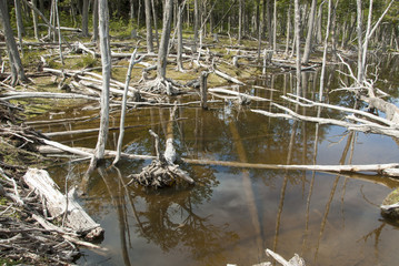Argentina - Ushuaia - Tierra del Fuego - Damage To The Environment And Forests