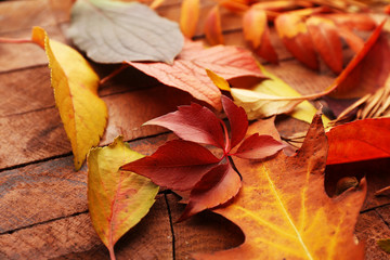 Naklejka na ściany i meble Colourful and bright fallen autumn leaves background