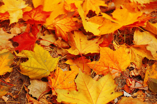 Colourful autumn leaves background, close up