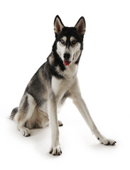 Fototapeta premium Siberian Husky sitting, isolated on white