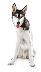 Siberian Husky sitting, isolated on white