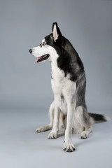 Young Husky sitting on grey background