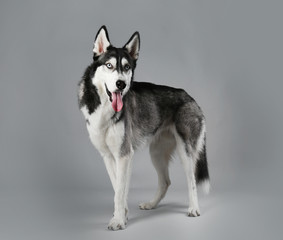 Young Husky on grey background