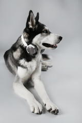 Young Husky in headphones laying on grey background