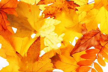 Autumn leaves, close-up