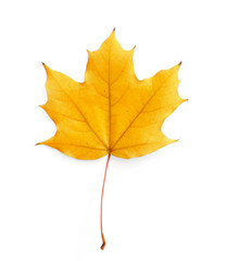 Maple leaf isolated on white