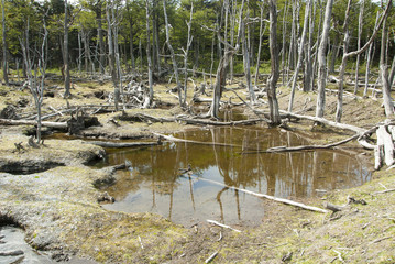Fototapeta na wymiar Argentina - Ushuaia - Tierra del Fuego - Damage To The Environment And Forests