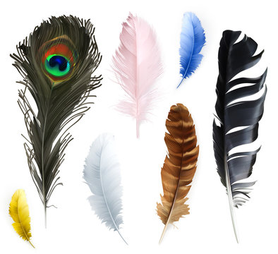 Feathers, vector icons set
