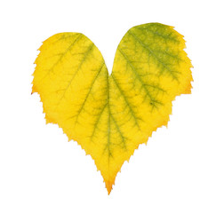 Heart shaped leaf isolated on white background