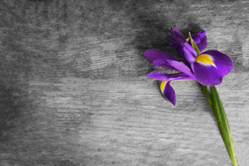 Beautiful iris flower on wooden background, copy space
