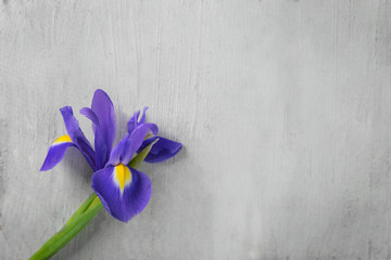 Beautiful iris flower on white  wooden background, copy space