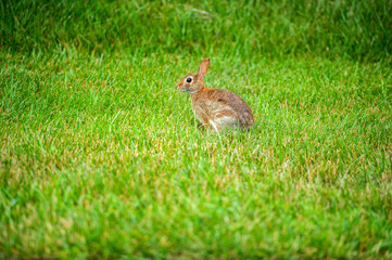 Naklejka na ściany i meble A lonely hare cautious on a summer morning