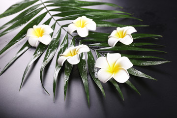 Naklejka na ściany i meble Beautiful composition of frangipani flower on palm leaves, close up