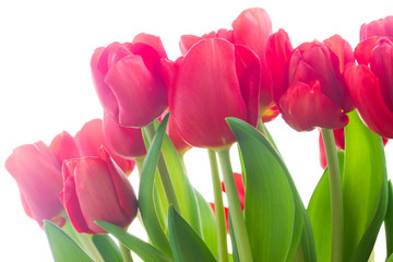 fresh red tulip flowers