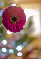 Flower with circle bokeh