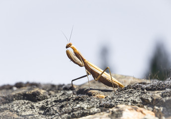 Praying Mantis - Mantodea
