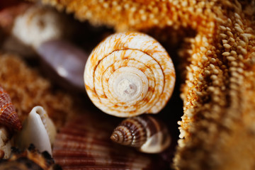 Sea star and seashell closeup