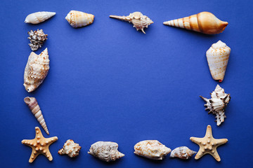 Frame shaped seashells on dark blue background