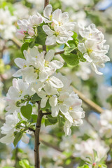  Flowering branch of apple tree close up