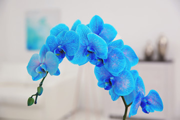 Beautiful blue orchid flower close up. Blurred background