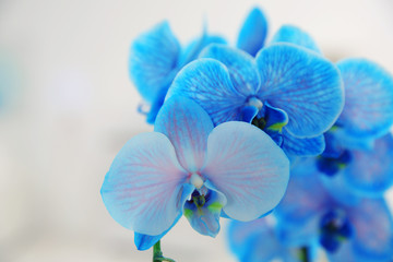 The blossoming branch of a blue orchid, close up