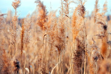 Fototapeta premium Dry reed. Abstract natural background.
