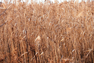 Dry reed. Abstract natural background.