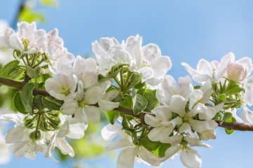  Flowering branch of apple-tree on the sky background