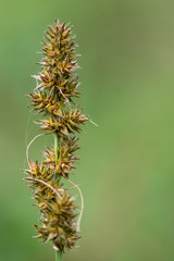False fox-sedge (Carex otrubae). A frequent coastal flower in the family Cyperaceae, in fruit
