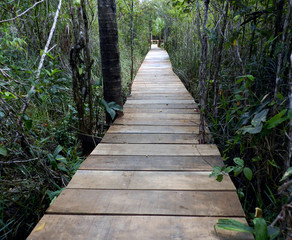 Fototapeta premium Way through the woods