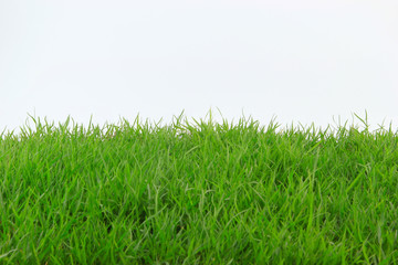 Grass isolated on white background.