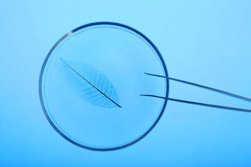 Petri dish in laboratory with blue light
