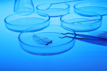 Petri dishes in laboratory with blue light