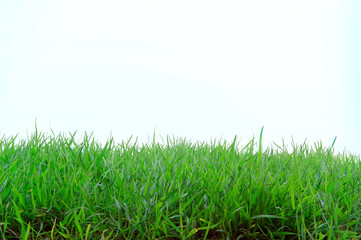 Grass isolated on white background.