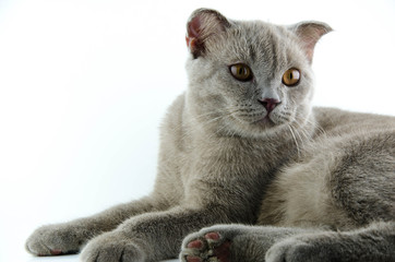 Cat on a white background
