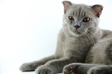 Cat on a white background