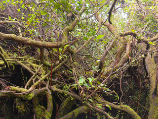 Costa Rica forest