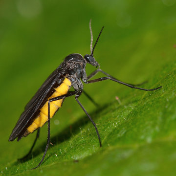 Sciara hemerobioides fly. A distinctive fly with a bright yellow abdomen. Flies in the family Sciaridae are known as dark-winged fungus gnats
