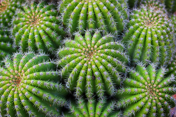 Plante de cactus