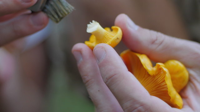 Detail of a knife cutting a small mushroom