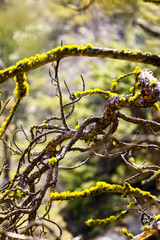 closeup view of gnarled tree branches abstract