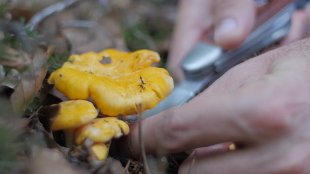 Detail of a knife cutting a small mushroom