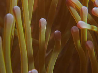 Full Frame Shot Of Soft Coral